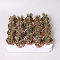 Opuntia Fulgida T5 H15