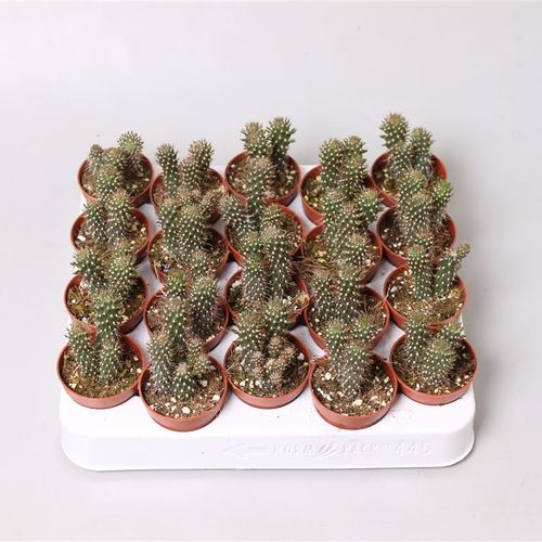 Opuntia Fulgida T5 H15
