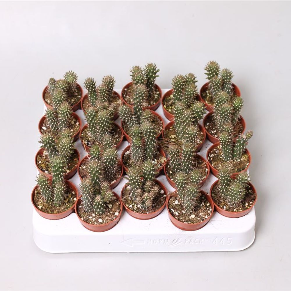 Opuntia Fulgida T5 H15