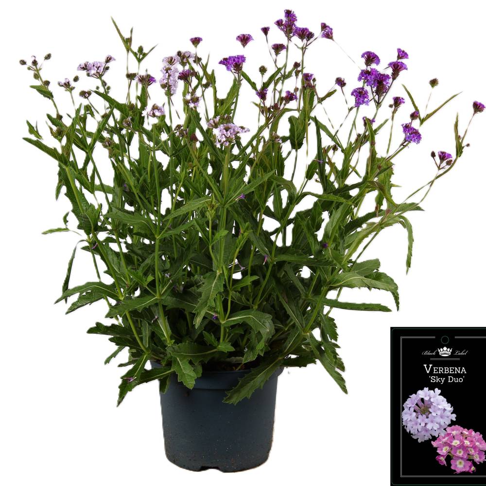 Verbena Rigida Polaris duo T19 H055