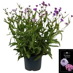 Verbena Rigida Polaris duo T19 H055