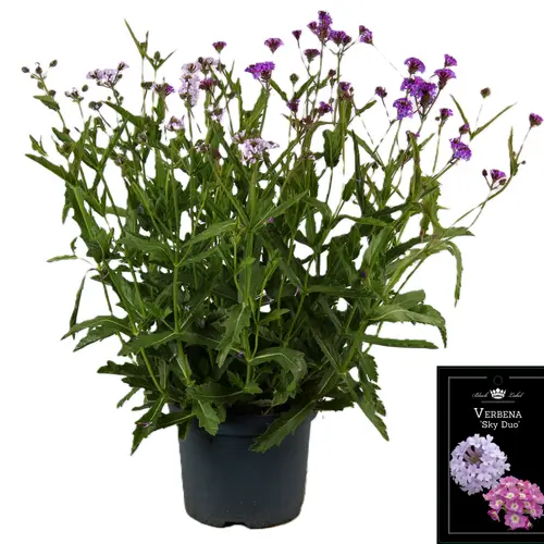 Verbena Rigida Polaris duo T19 H055