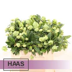 Helleborus grün Magnific Bells 30cm