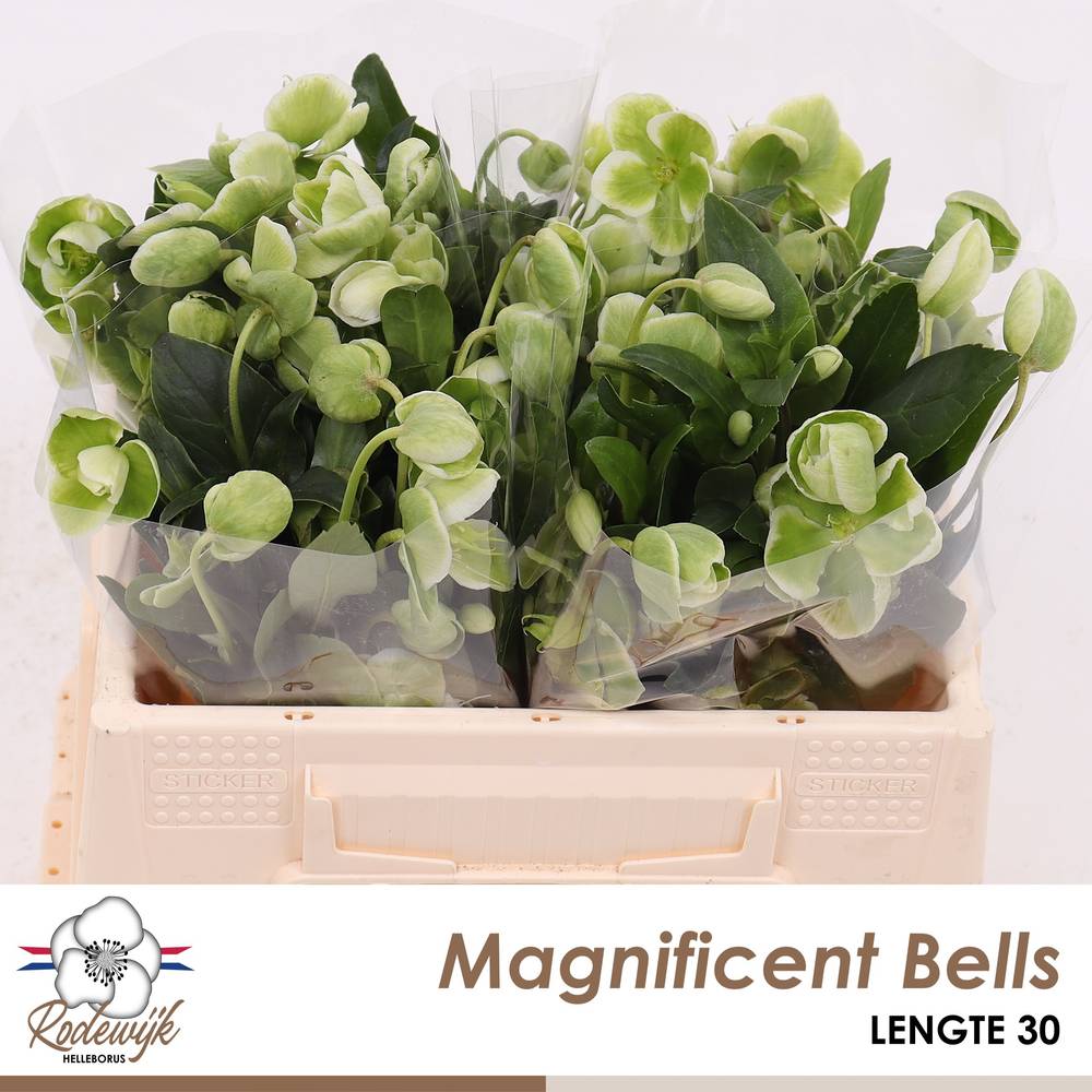 Helleborus grün Magnific Bells 30cm