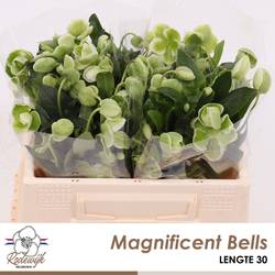 Helleborus grün Magnific Bells 30cm