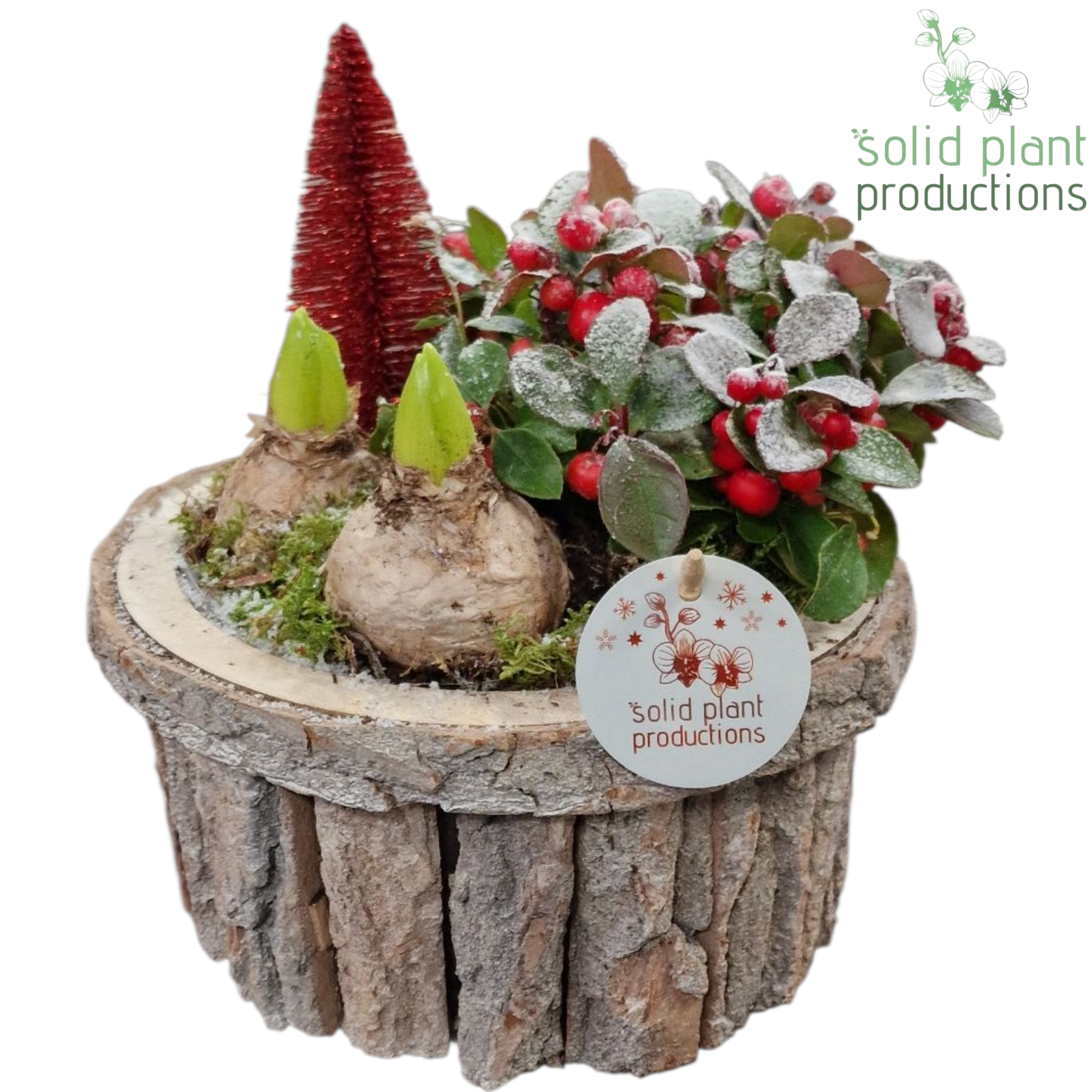 Hyac.Arr BSMH001 Weihnachten T26 H022