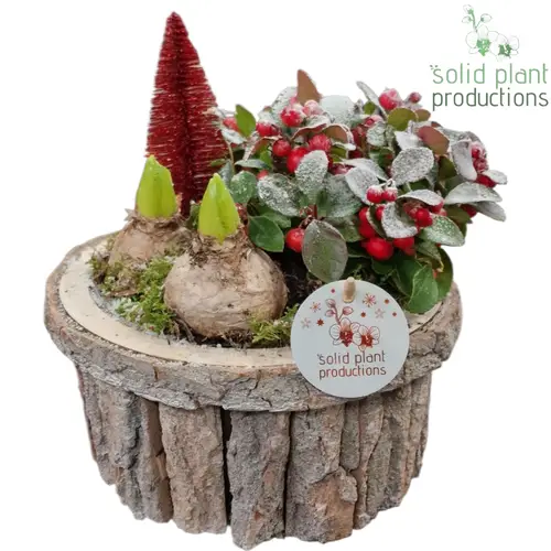 Hyac.Arr BSMH001 Weihnachten T26 H022