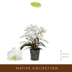 Phal.Willd Lion T12 H45