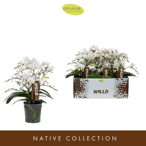 Phal.Willd Lion T12 H45