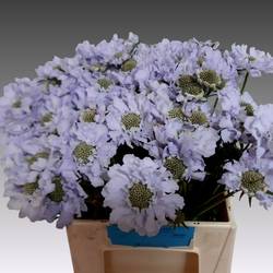 Scabiosa milka Lisa 40cm
