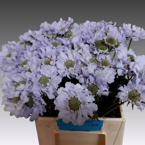 Scabiosa milka Lisa 40cm