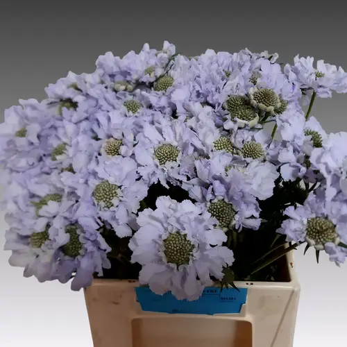 Scabiosa milka Lisa 40cm