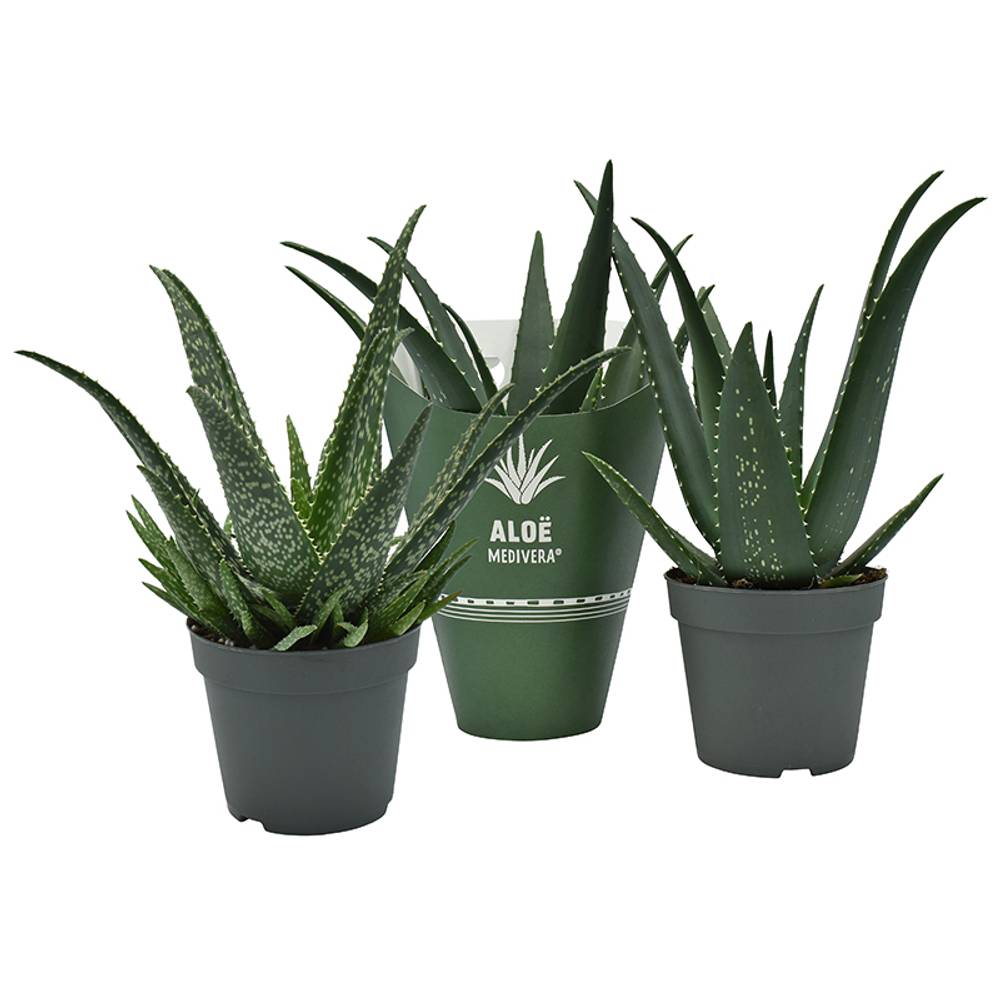 Aloë Medivera mix T14 H30