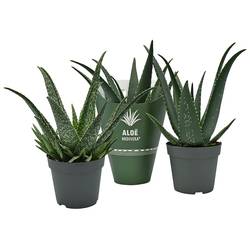 Aloë Medivera mix T14 H30
