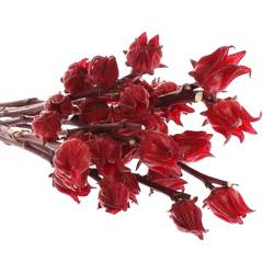 Hibiscus rot   50cm
