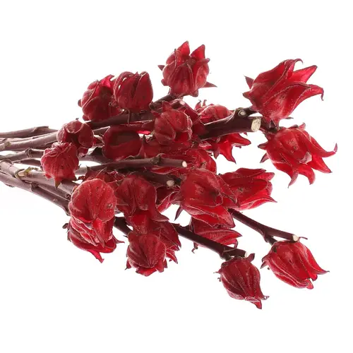 Hibiscus rot   50cm
