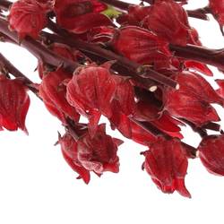 Hibiscus rot   50cm