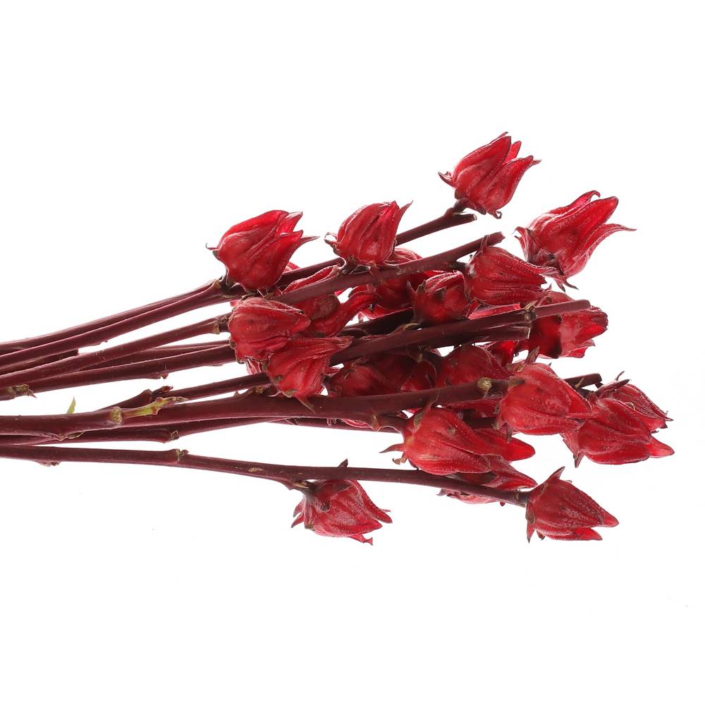 Hibiscus rot   50cm