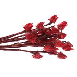 Hibiscus rot   50cm