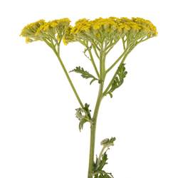 Achillea gelb Credo 50cm
