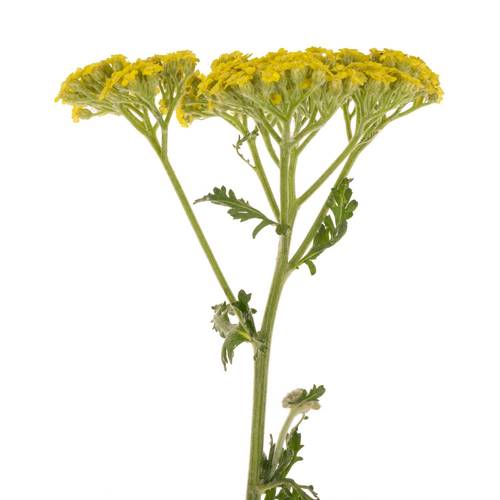 Achillea gelb Credo 50cm