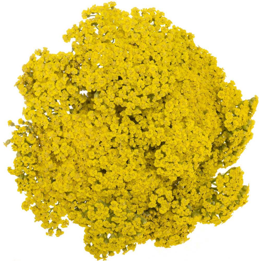 Achillea gelb Credo 50cm