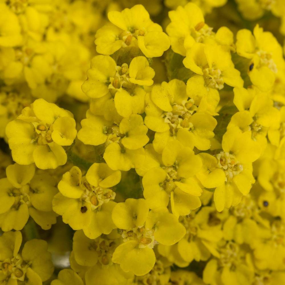 Achillea gelb Credo 50cm