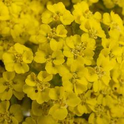 Achillea gelb Credo 50cm