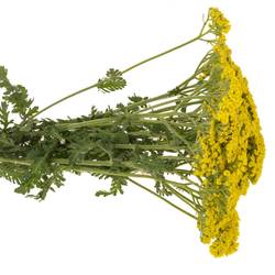 Achillea gelb Credo 50cm