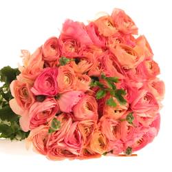 Ranunkel lach/rosa Italien 40cm