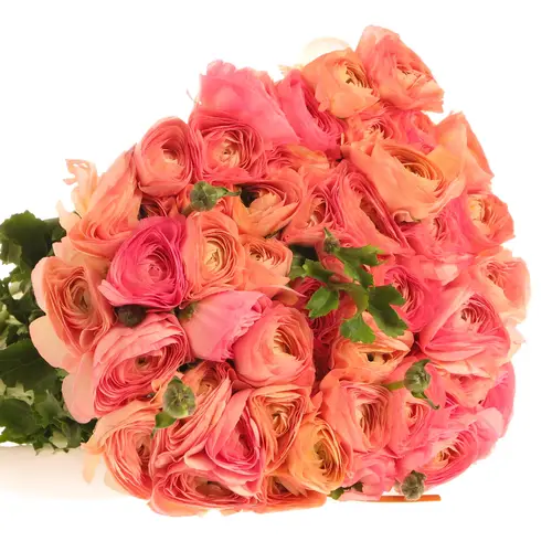 Ranunkel lach/rosa Italien 40cm