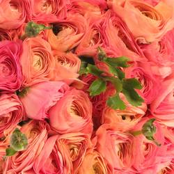 Ranunkel lach/rosa Italien 40cm
