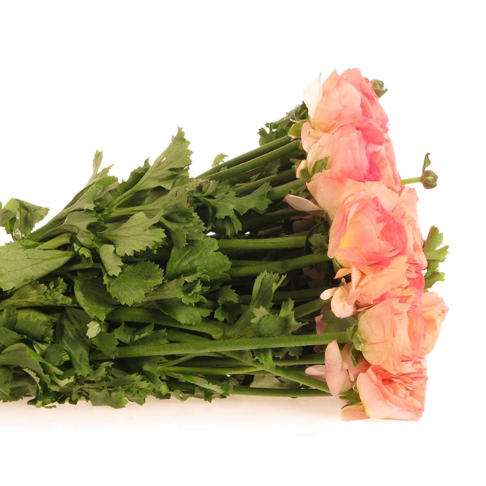 Ranunkel lach/rosa Italien 40cm