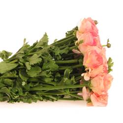 Ranunkel lach/rosa Italien 40cm
