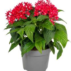 Pentas rot T13 H025