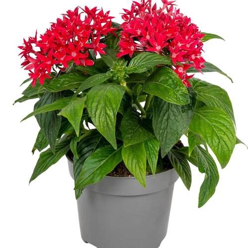 Pentas rot T13 H025