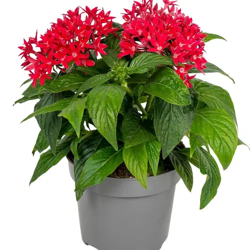 Pentas rot T13 H025