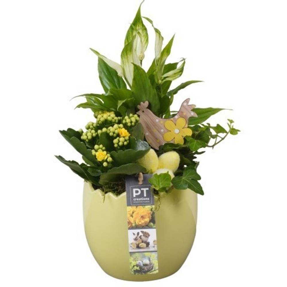 Spath.Arr PTPB6493 Ostern T14 H022