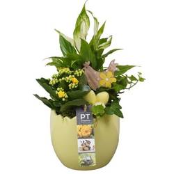 Spath.Arr PTPB6493 Ostern T14 H022