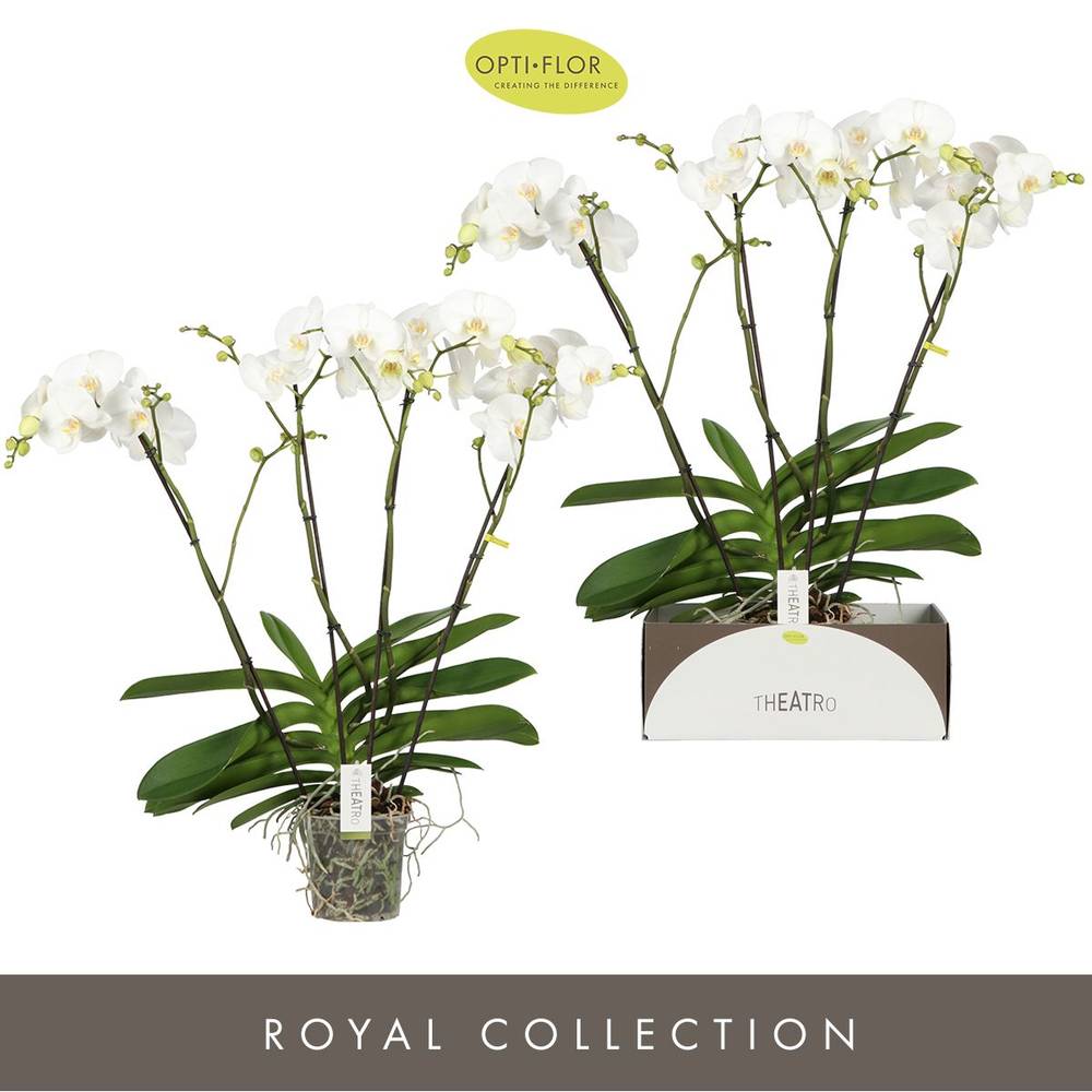 Phal.4-R weiss Theatro T17 H085