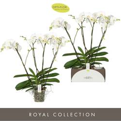Phal.4-R weiss Theatro T17 H085