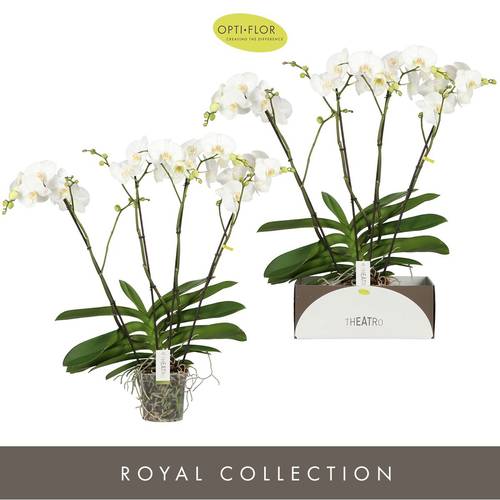 Phal.4-R weiss Theatro T17 H085