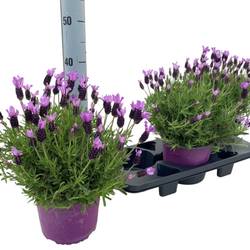 Lavendel Stoechas T18 H045