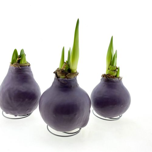 Amar.Bol Wachs violett weisse Bl. H15