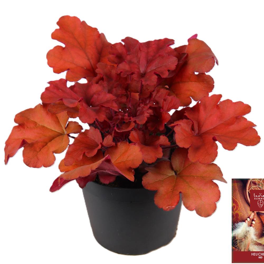 Heuchera rot Indian Summer T15 H025