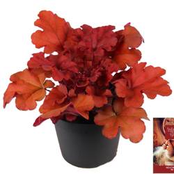 Heuchera rot Indian Summer T15 H025