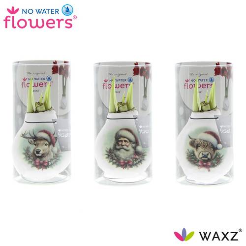 Amar.Bol Wachs Santa Friend im Hülse rote Bl. 32cm H015