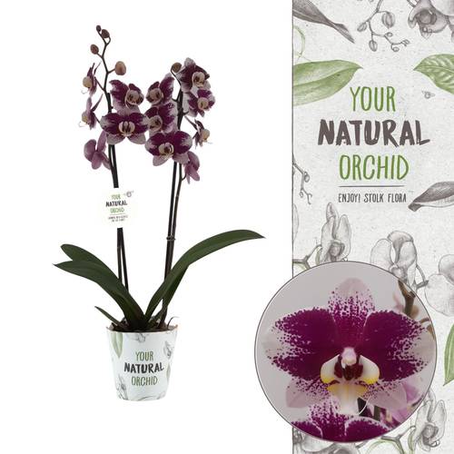 Phal.2-R Barcelona T12 H060