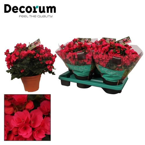 Begonie Garten lila T19 H35