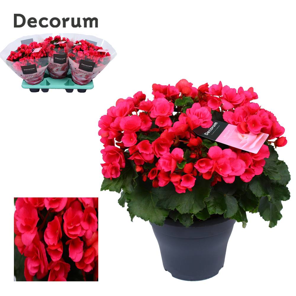 Begonie fuchsia Garten T19 H035